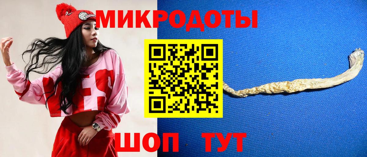 Галлюциногенные грибы Psilocybe Сосновый Бор